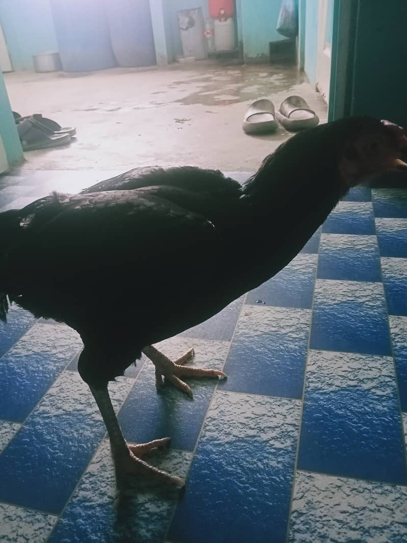 Hennn 0