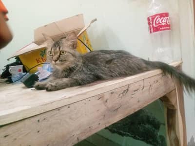 healthy and active and playful