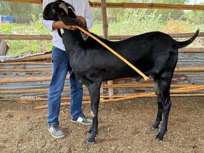 Black massive size Bakra breeder
