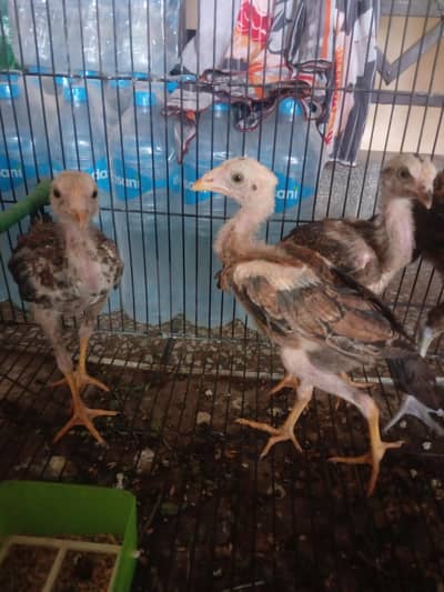 Aseel chicks