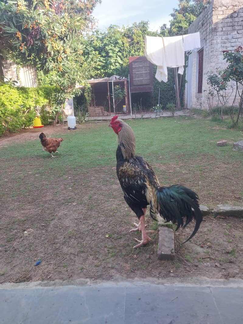 Aseel pair 1