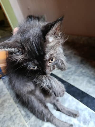 Persian cats