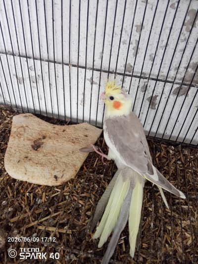 Cocktail available for sale