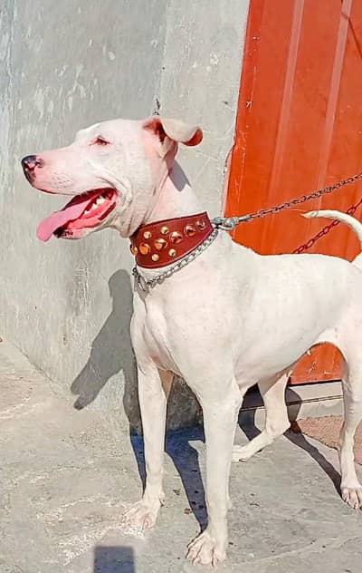kohati gultair female