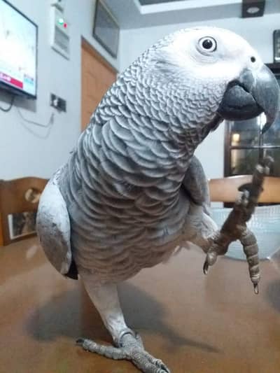 Grey Parrot (Talking) with Large Cage – Adult & Healthy