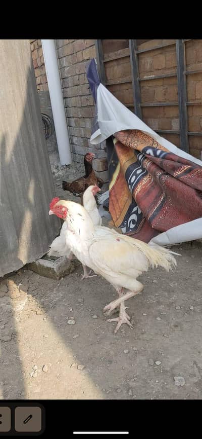 Heera aseel pair for sale alag bui mil jayenga