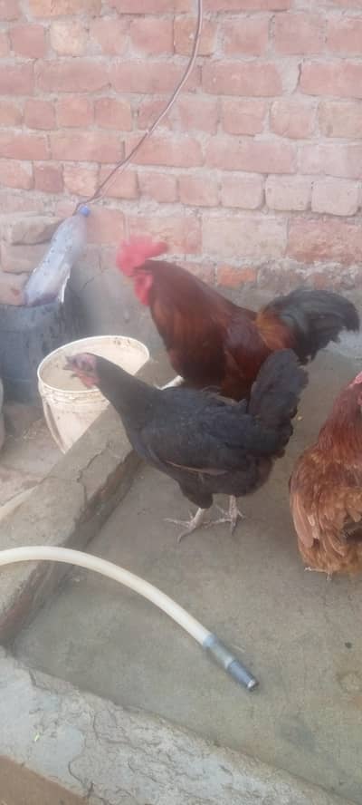 four female and one male