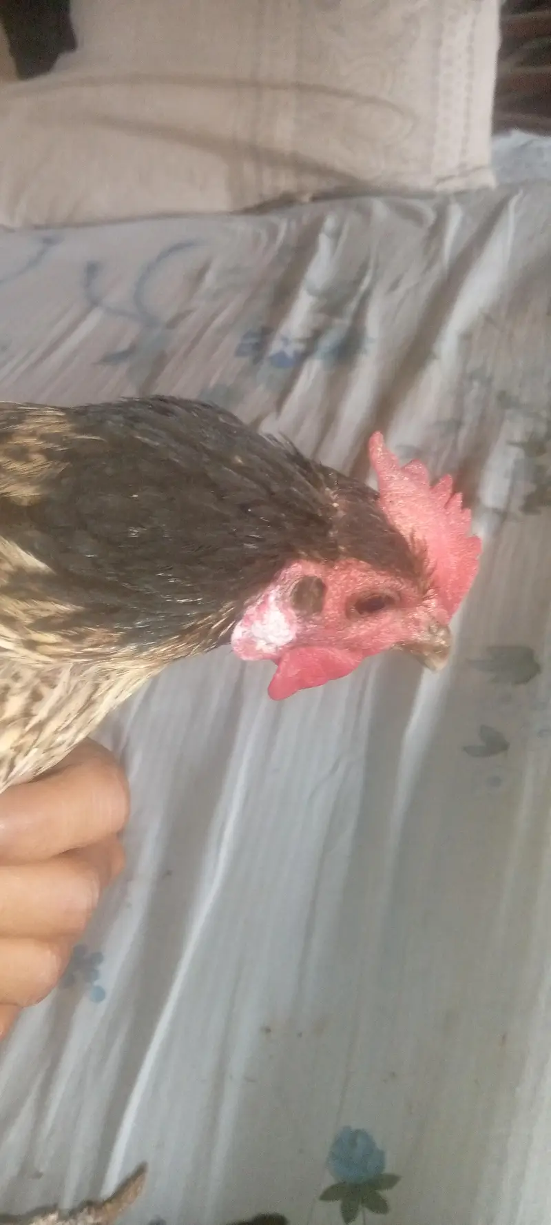 four female and one male — photo 6