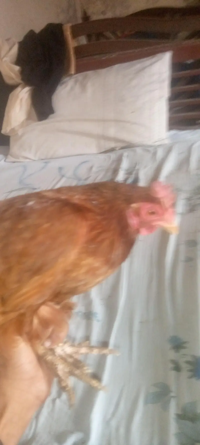 four female and one male — photo 8