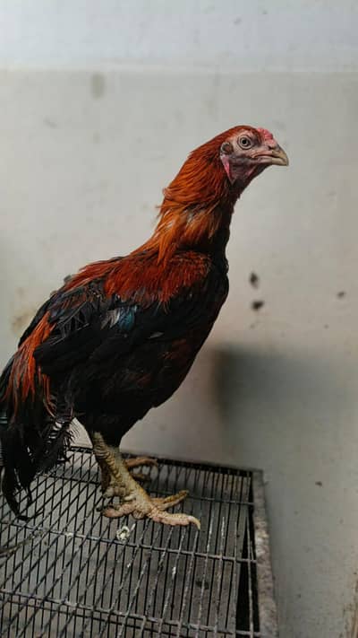 Pure Aseel phta For Sale Medium size