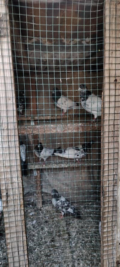teddy pigeons