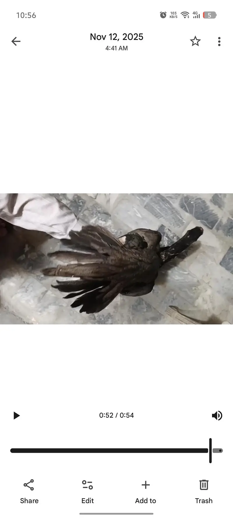 parrot beak Indian long tail breeder available — photo 3