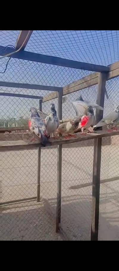 parwazi pigeons