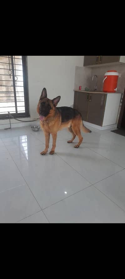 GERMAN SHEPHERD PUPPY AVAILABLE FOR SALE