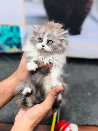 Kittens | Persian kittens | Grey triple coated kittens For sale