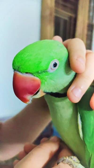 Raw Parrot Ful Talking Parrot Face to Face Ful Handtamed very friendly