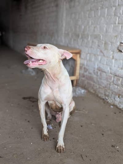 vaccinated healthy kohati gultair breed for sale