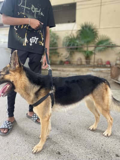 German shepherd