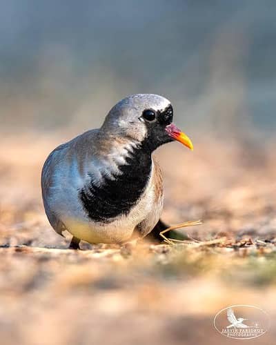 Cap dove male