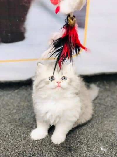 Persian kittens | white Persian kittens | Triple coated fluffy kittens