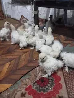 silkies chicks for sale