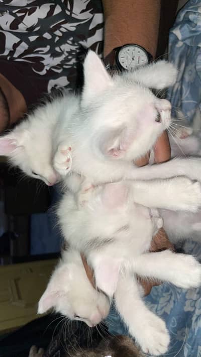 Full white Kittens