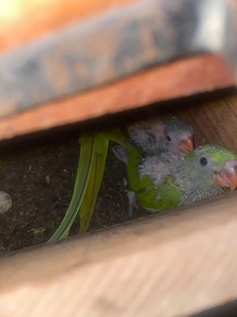 Green Ringneck chicks Available