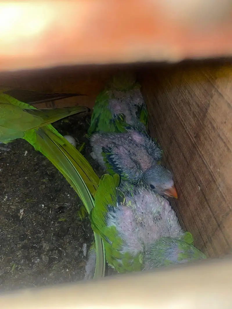 Green Ringneck chicks Available — photo 2