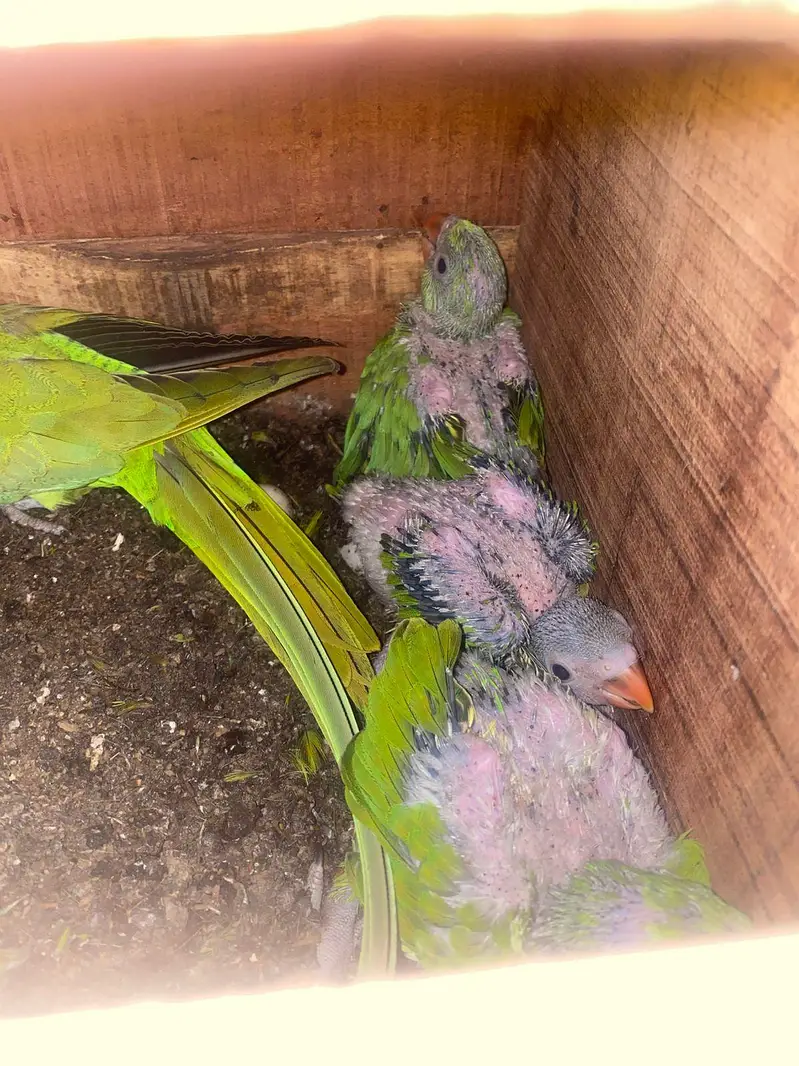 Green Ringneck chicks Available — photo 3
