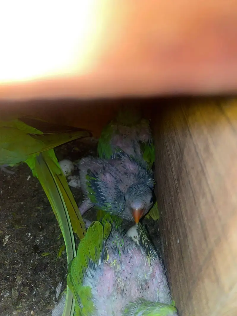 Green Ringneck chicks Available — photo 4