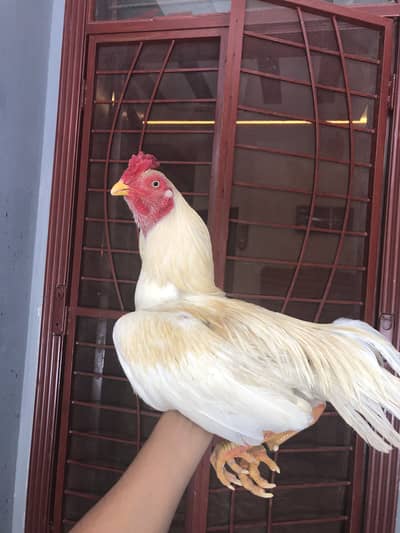 Full adult aseel heera for sale pure white colour