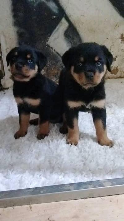 All breeds puppies available