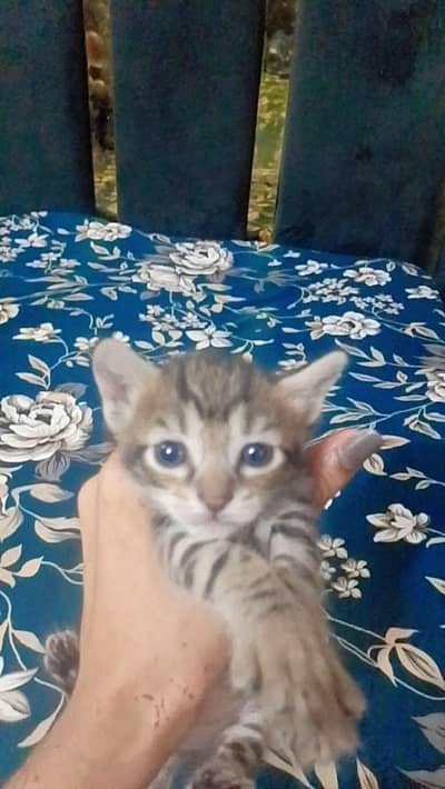 Persian kittens for sales