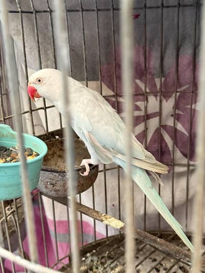 LACEWING RINGNECK