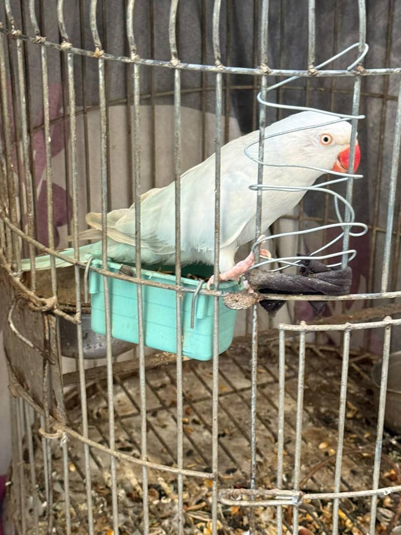 LACEWING RINGNECK 1