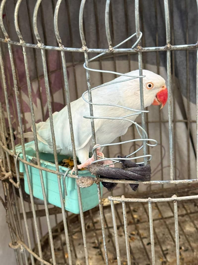 LACEWING RINGNECK 2