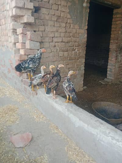 Best quality Aseel chiks