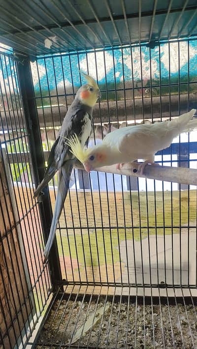 Cocktail Pair and fellow budgies for sale