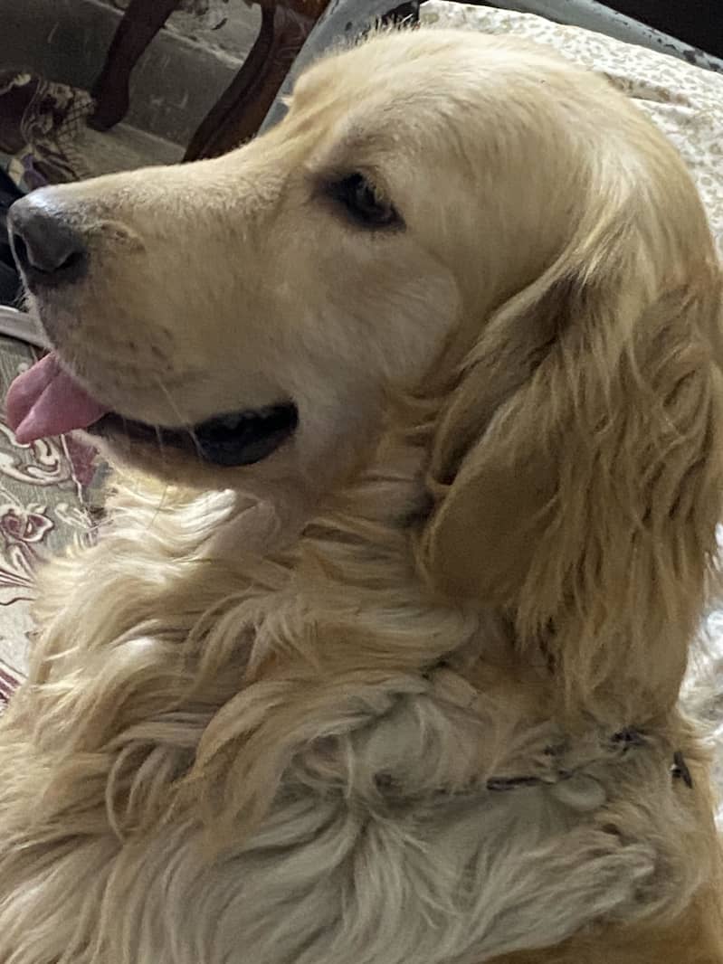 Buddy  0