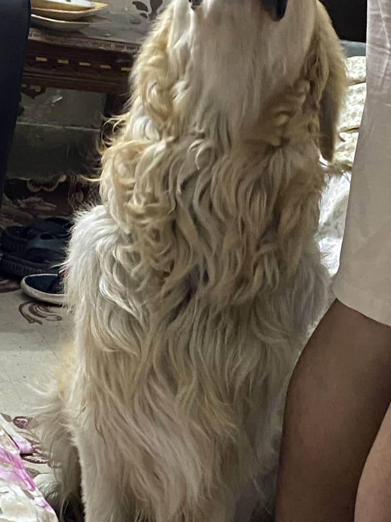 Buddy  1