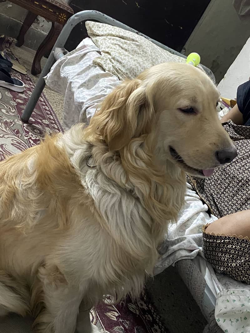 Buddy  2