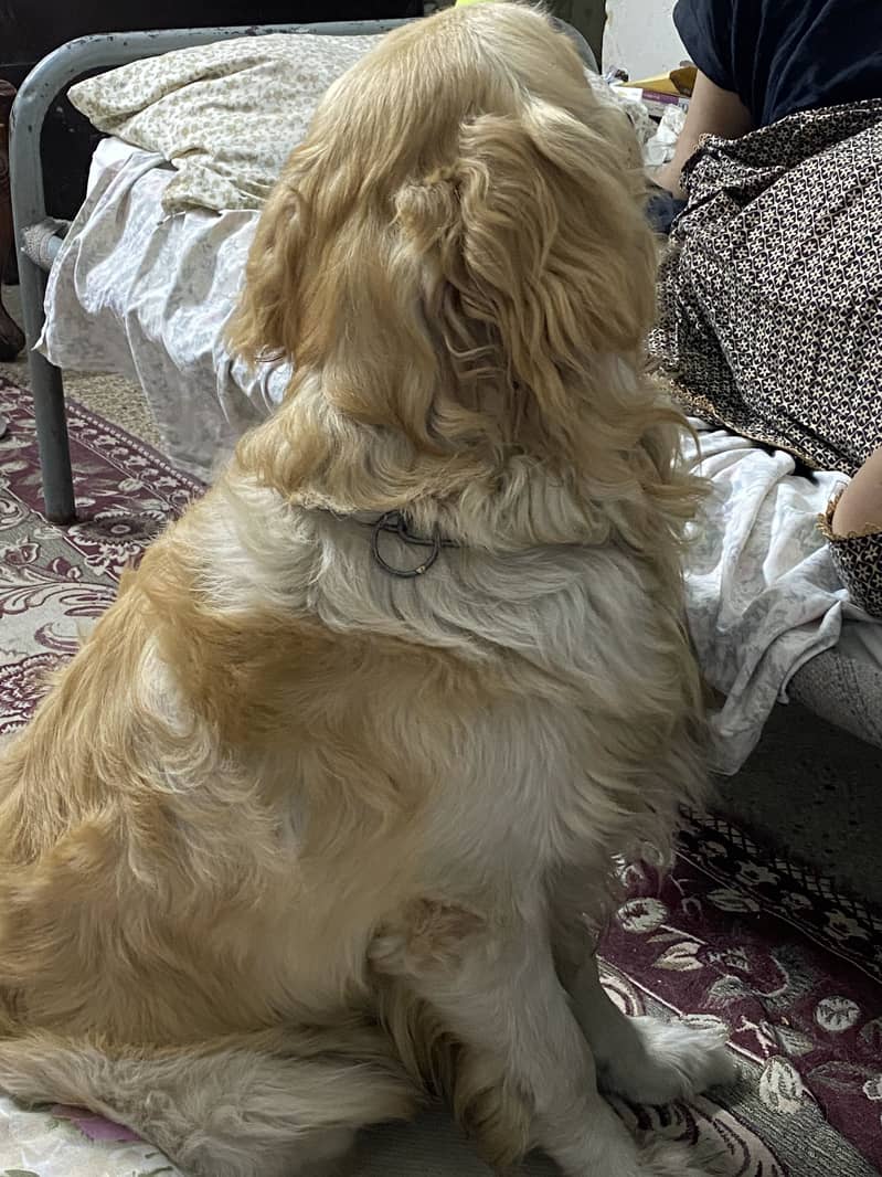 Buddy  3