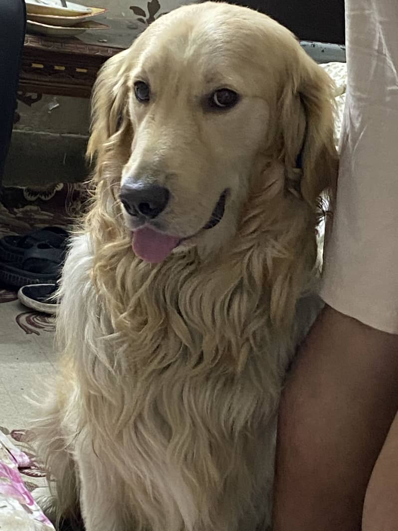 Buddy  4
