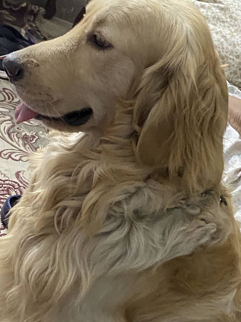 Buddy  5