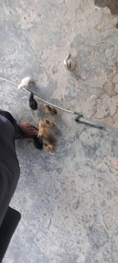 murgi bachun k sath sell k liye 5 aseel bachy 5 lohman brown our black