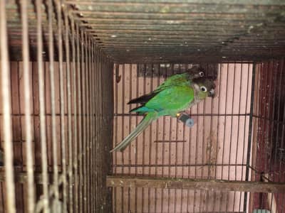 blue turquoise Black chest conure