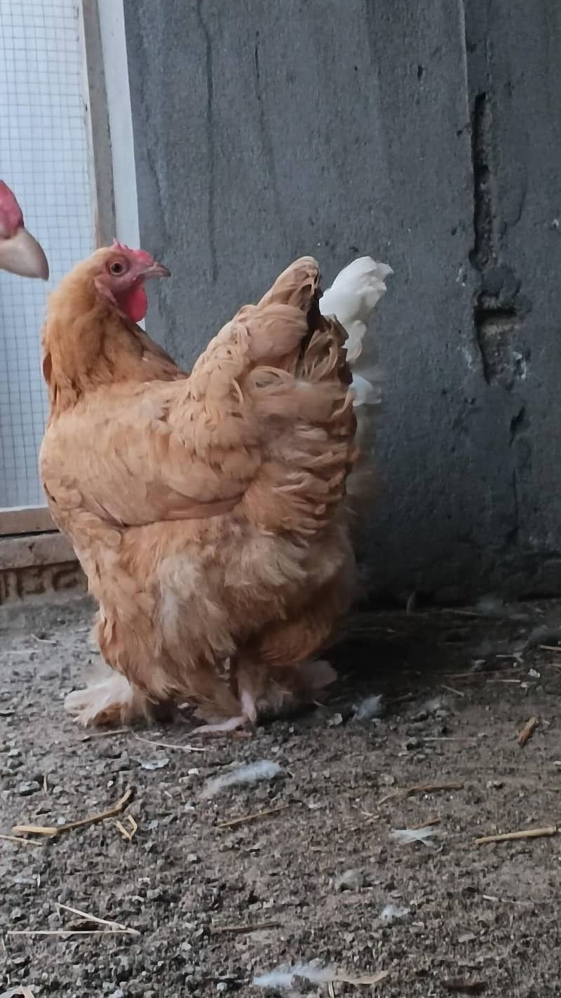 Barahma 6