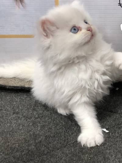 Persian kitten