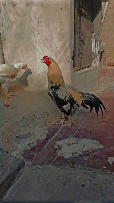 pure aseel mianwali