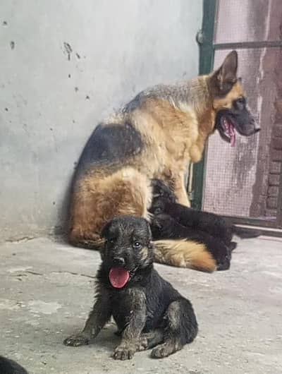Pure German Shepherd (GSD) Puppies Available – High Quality Bloodline